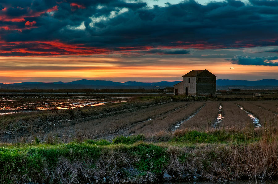 Albufera reisfelder valencia (juan carlos ferro duque)